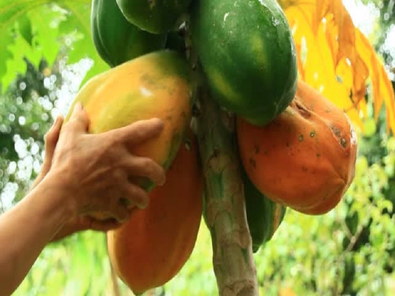 Papaya Farming