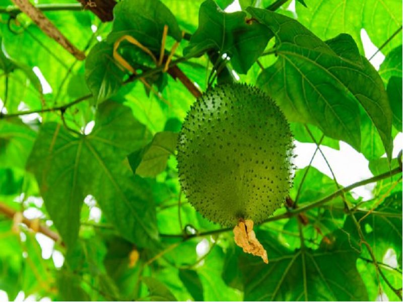 Thumba Karawila farming