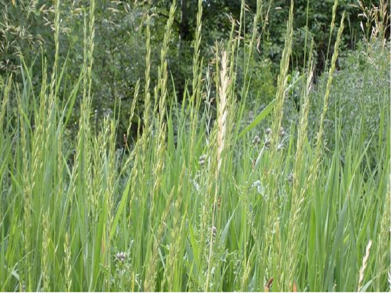 Durba Grass (Image Credit - Google)