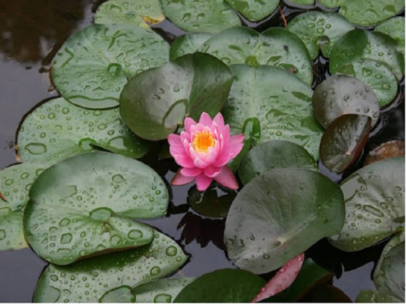 Aquatic cultivation