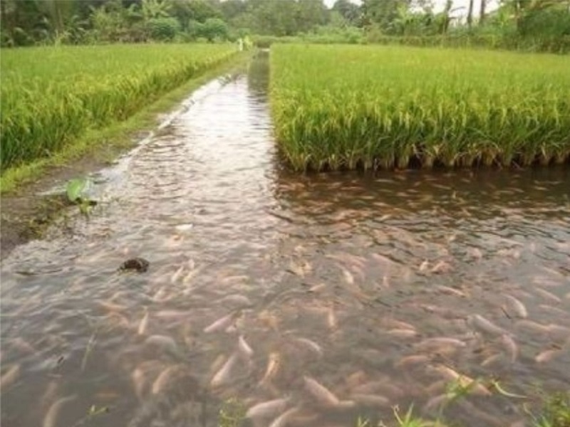 Monsoon mixed farming