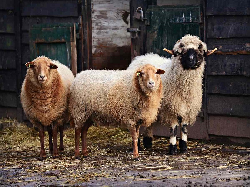 Sheep Farming (image credit- Google)