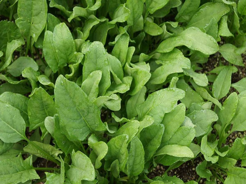 Spinach or Palak farming