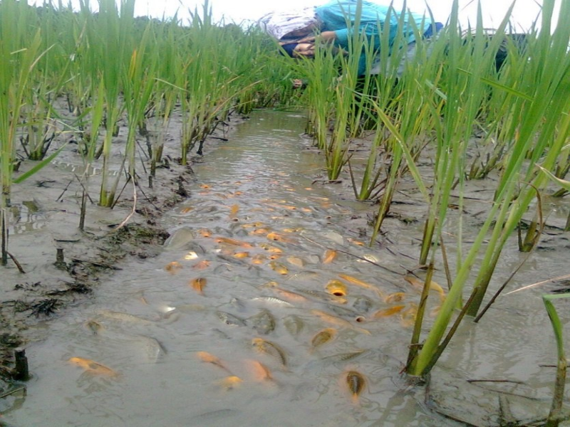 Mixed farming practice