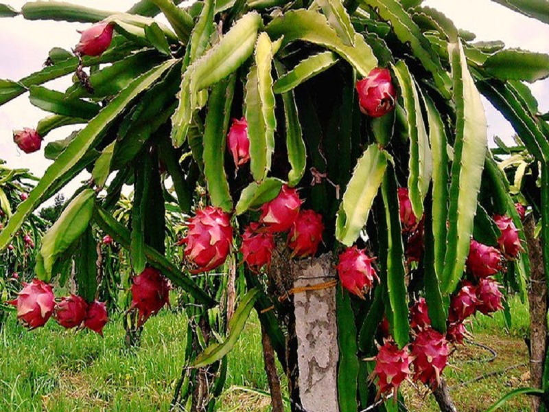 Dragon Fruit Farming