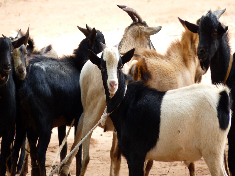 Animal rearing