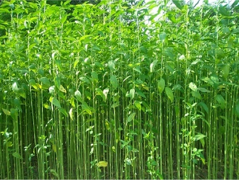 Jute farming