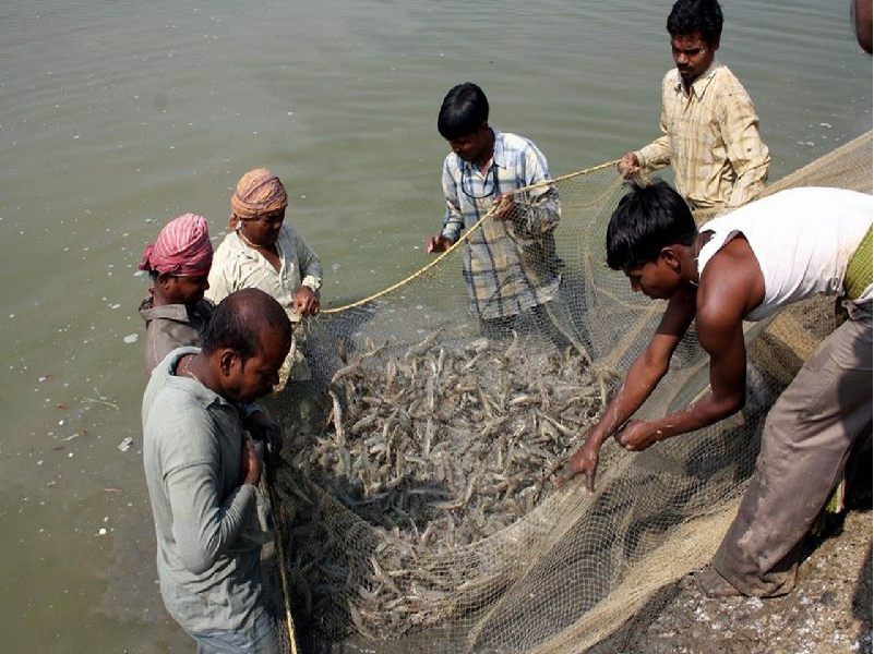 Modern fish farming