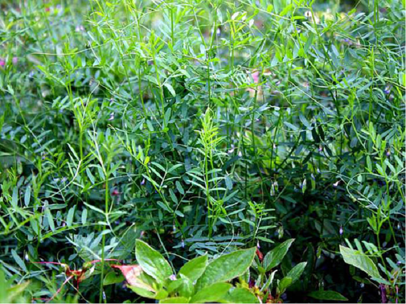 Lentil disease management