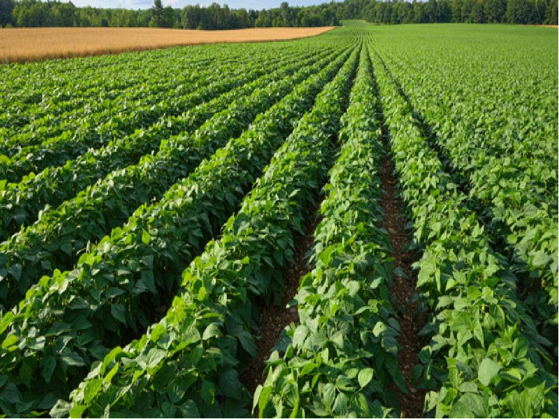 Potato Farming
