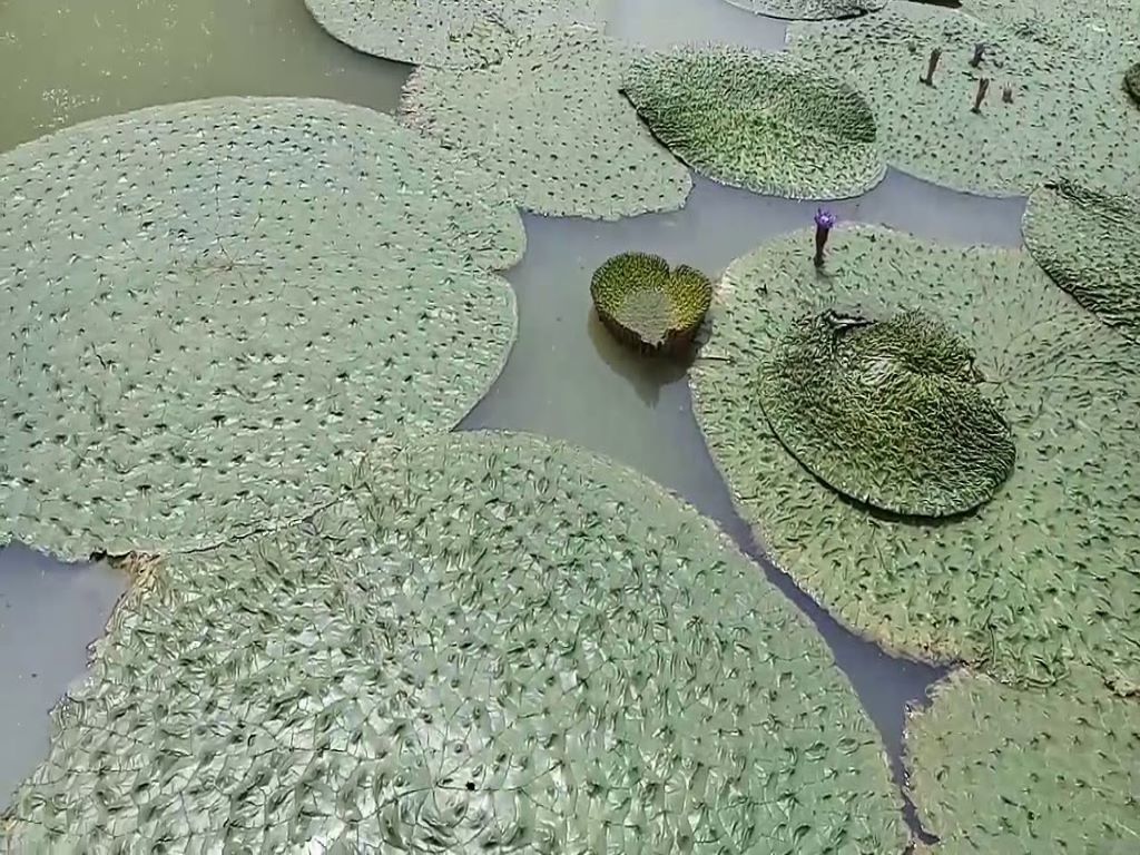 Fox Nuts Cultivation Procedure 