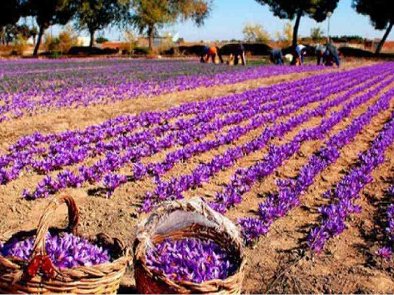 saffron farming