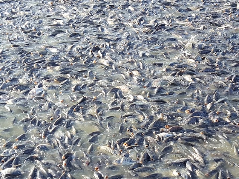 Successful fish farmer
