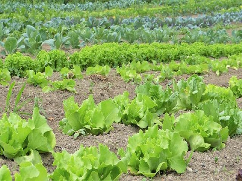 Vegetable calendar (image credit- Google) Vegetable calendar (image credit- Google)