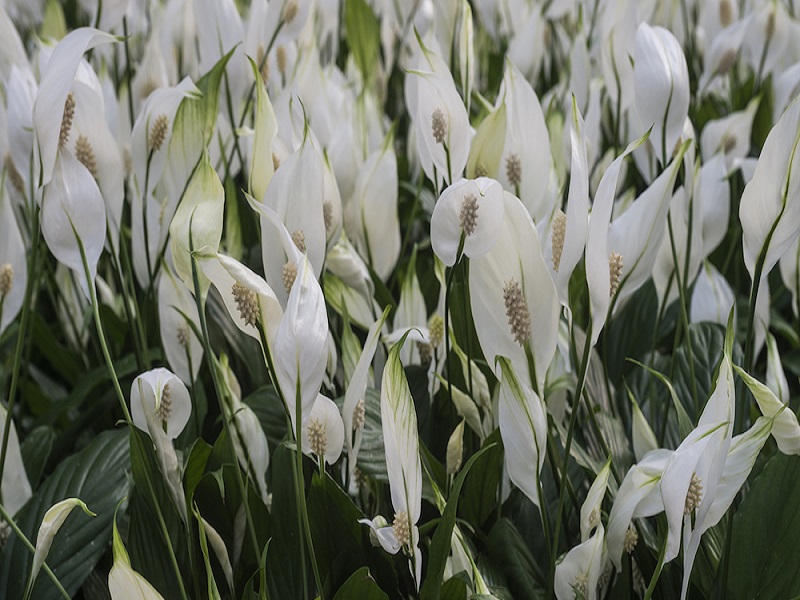 Peace Lily Farming ঘর র স ন দর য ব ড ত র খ ন প স ল ল র গ ছ