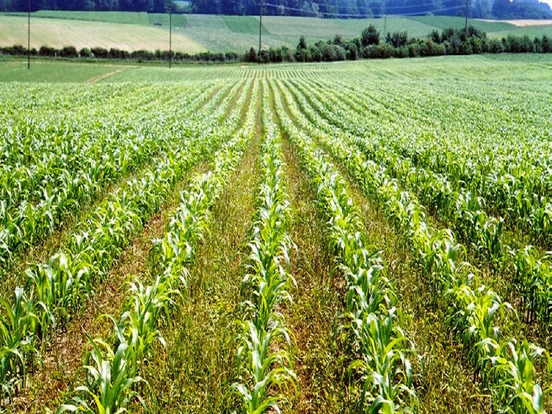 Crop rotation