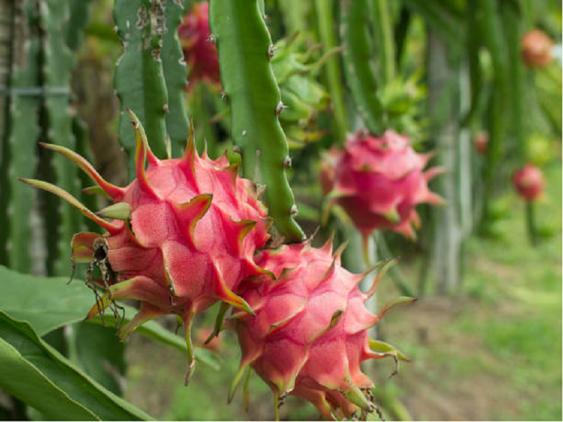 Dragon Fruit Farming