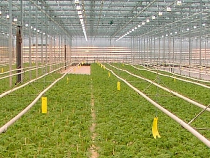Green house farming (Image Credit- Google) Green house farming (Image Credit- Google)