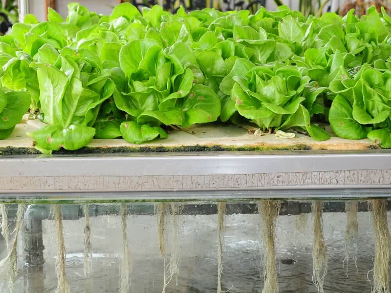 Aeroponics farming