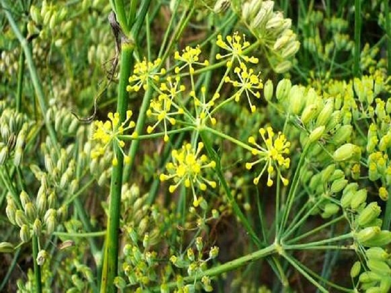 Cumin tree (image credit- Google) Cumin tree (image credit- Google)
