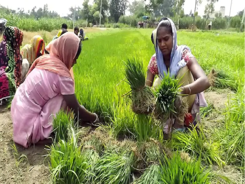 PM Kisan farmers application rejected