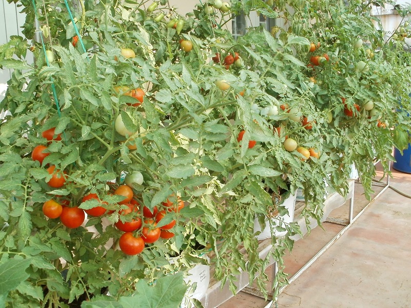 Tomato Farming ব ড র ছ দ র টব ক ভ ব টম ট চ ষ করব ন দ খ ন পদ ধত