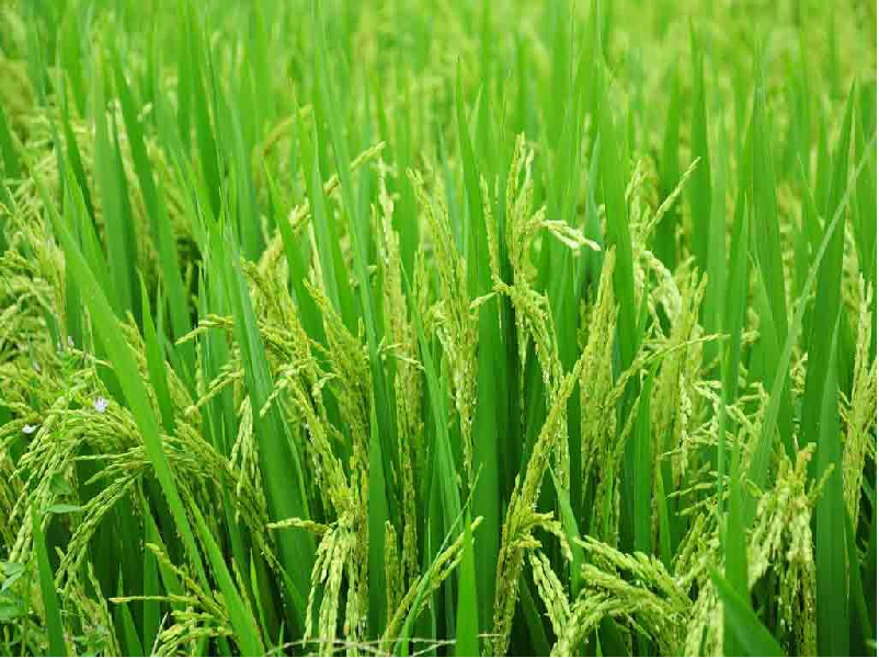 Paddy farming