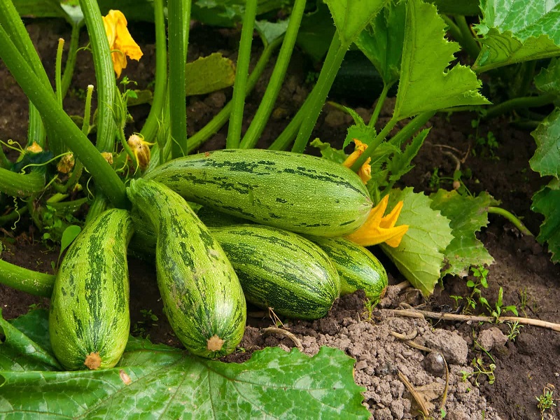 Squash Farming Procedure স ক য শ চ ষ কর হয উঠ ন অধ ক ল ভব ন