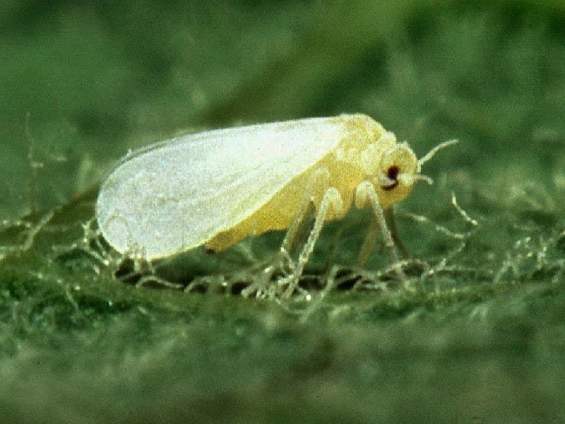 Flies controlling methods