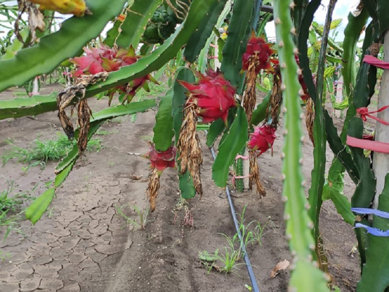 Dragon Fruit Farming ড র গন ফল চ ষ ব য পক ল ভ ম স ল খ ট ক আয ক ষক র