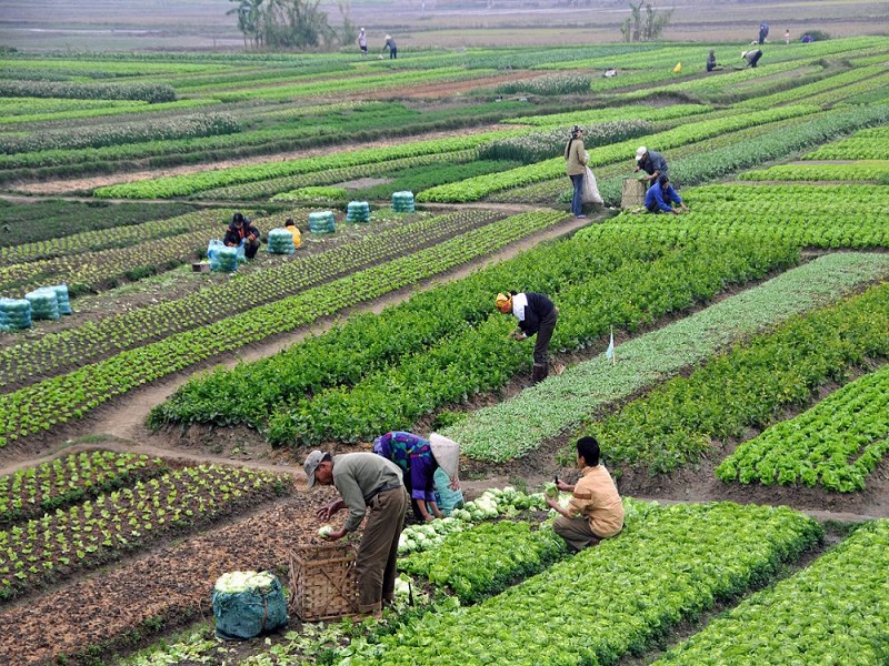 Bangladesh agriculture