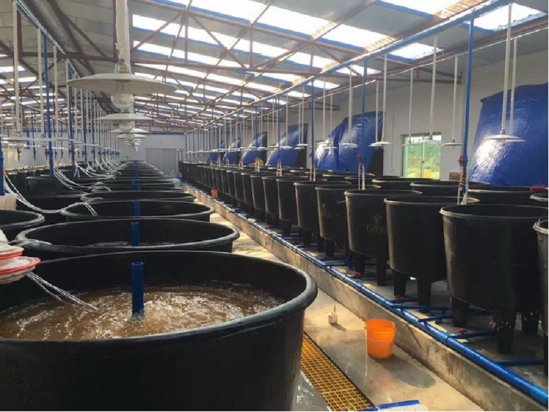 Shrimp farming
