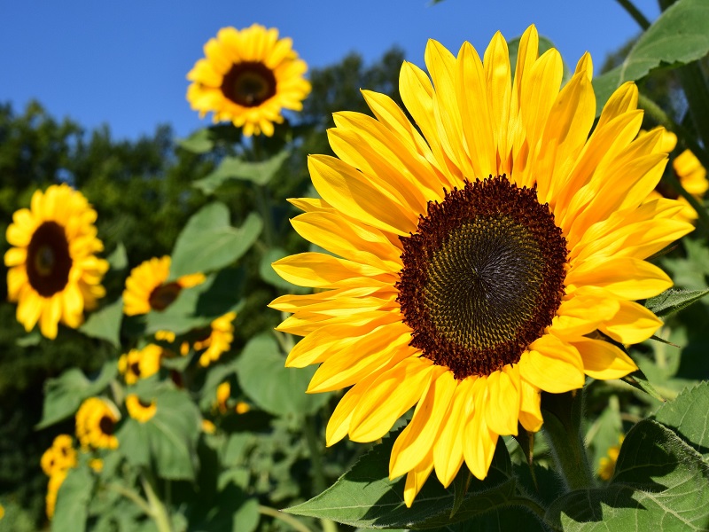 Sunflower farming