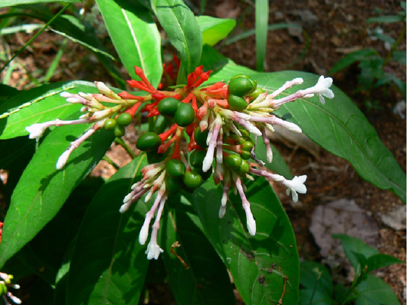 Serpentine tree (Image Credit - Google) Serpentine tree (Image Credit - Google)