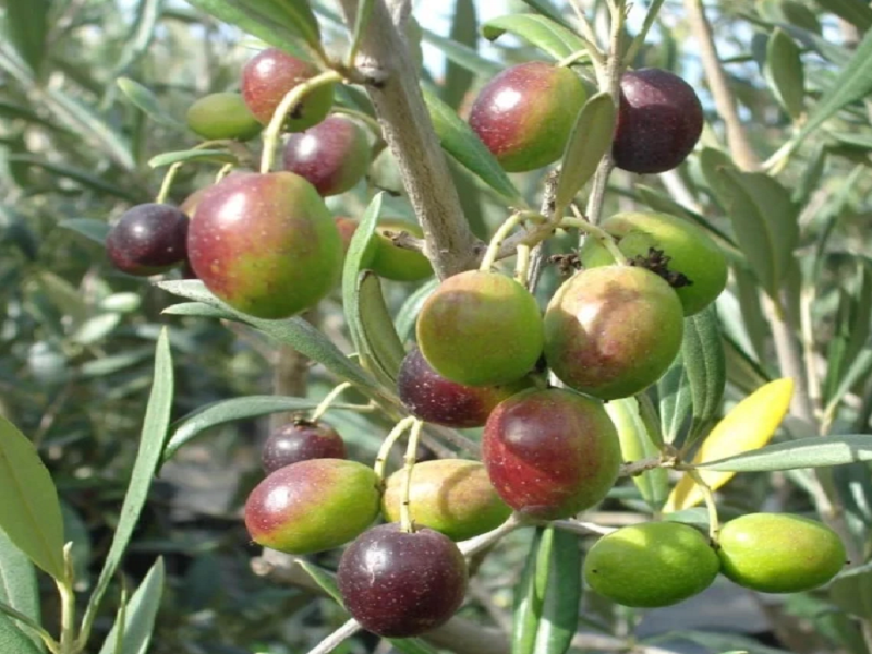 Olive cultivation