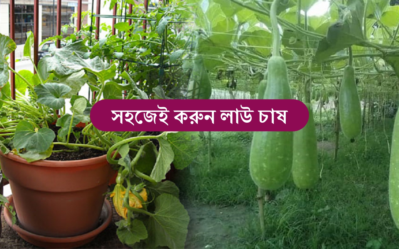 bottle-gourd-farming