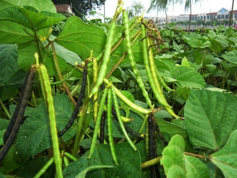 Urad Dal farming