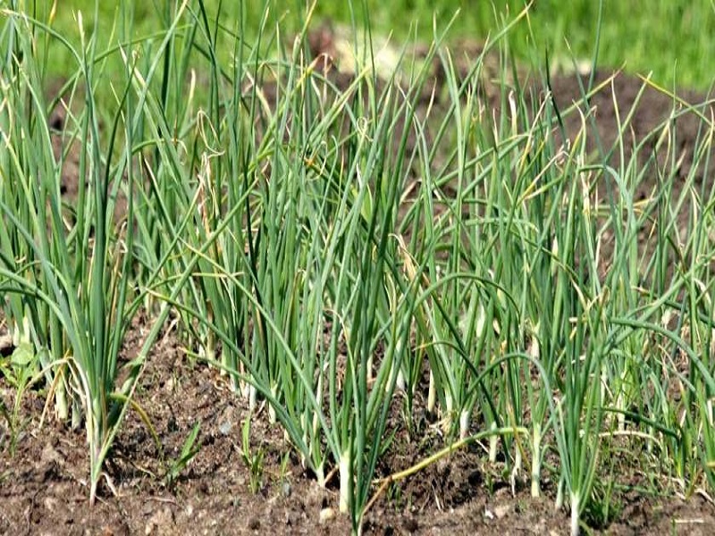 Garlic farming