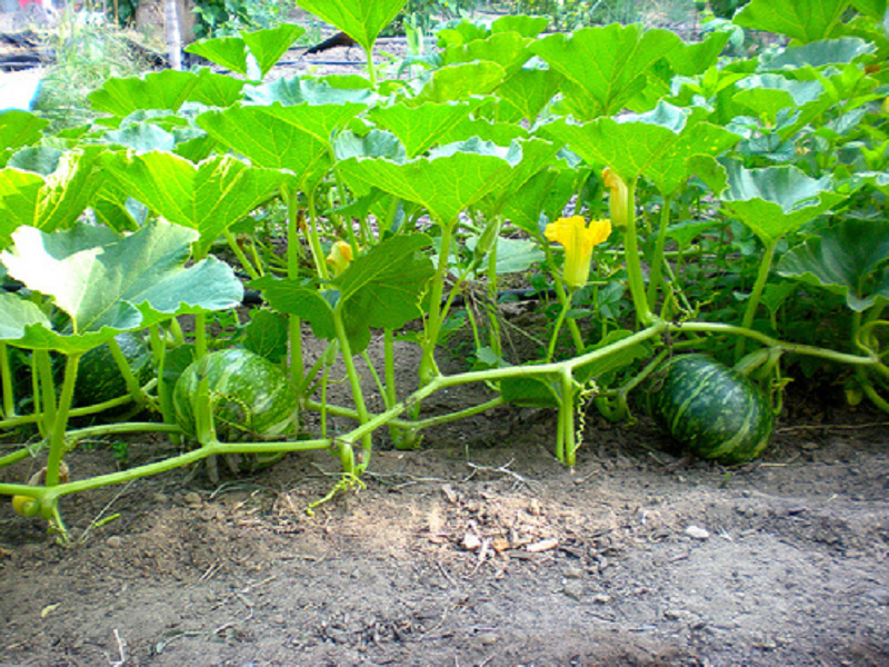 Pumpkin crop cultivation