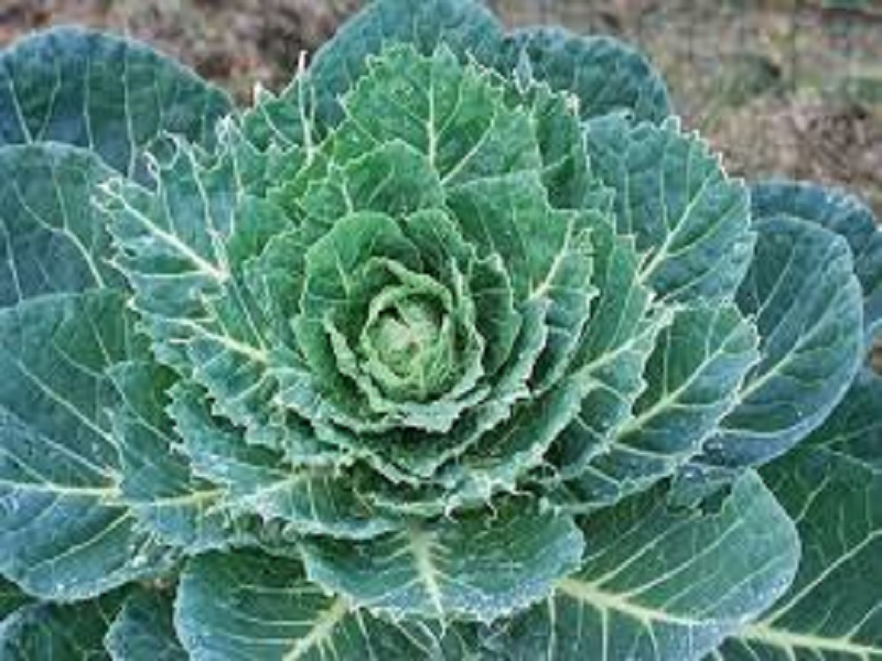 Brussels sprout farming