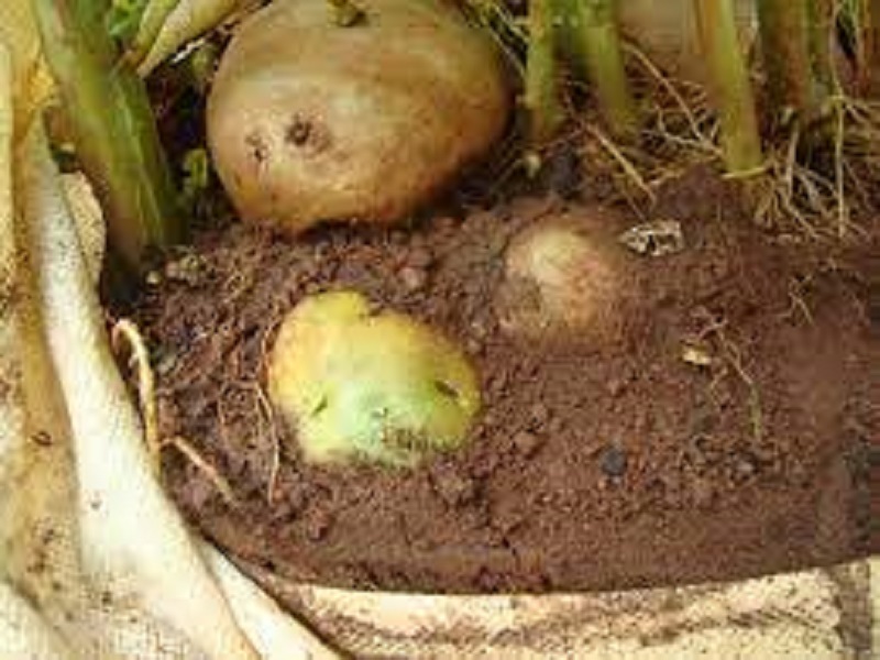 Potato farming