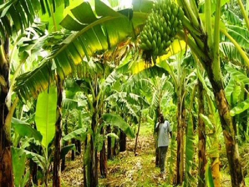 Banana Farming