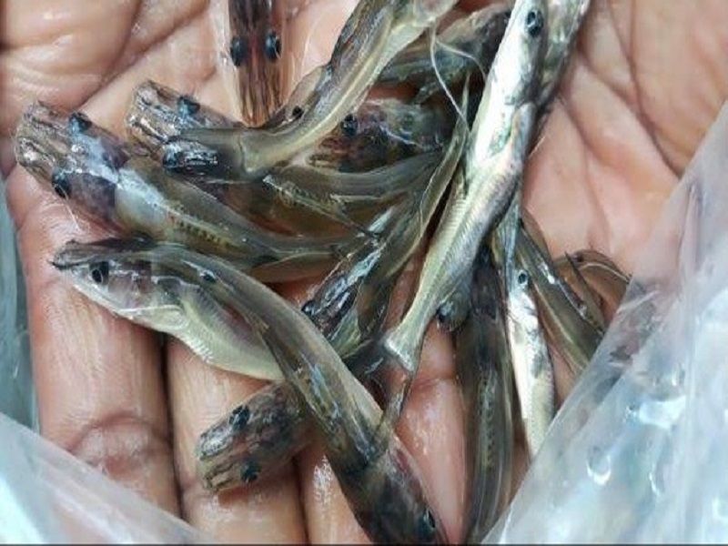 Guji Ayr Fish Farming