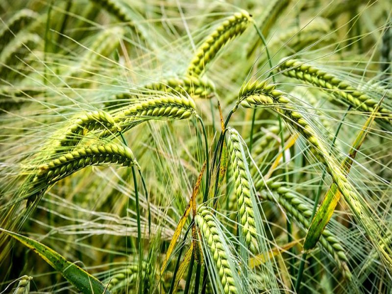 Wheat farming