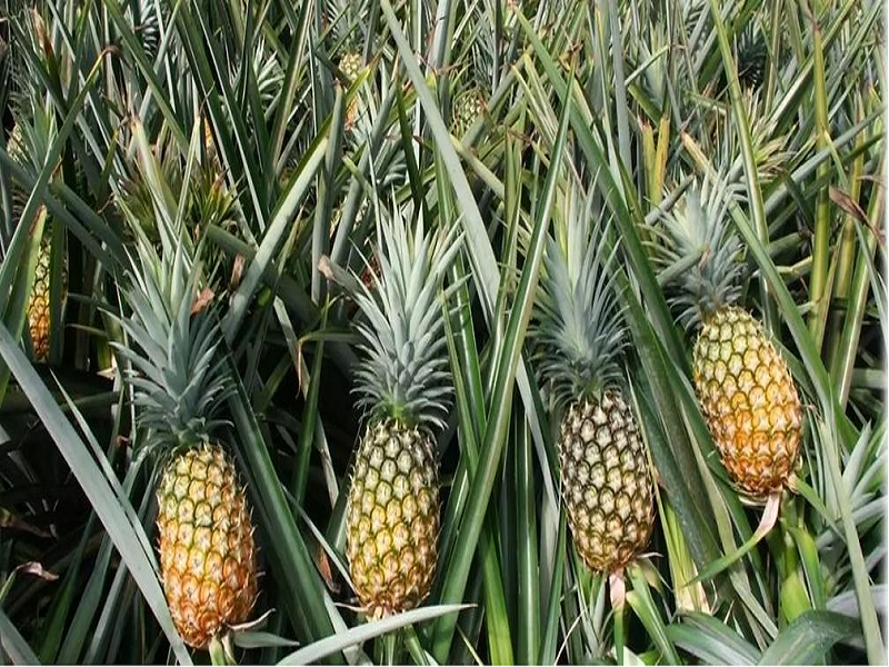 Pineapple farming