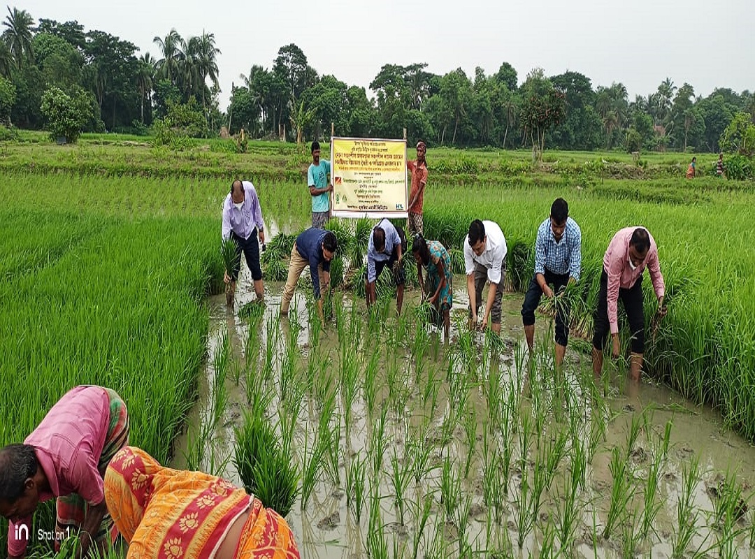 Paddy seed distribution