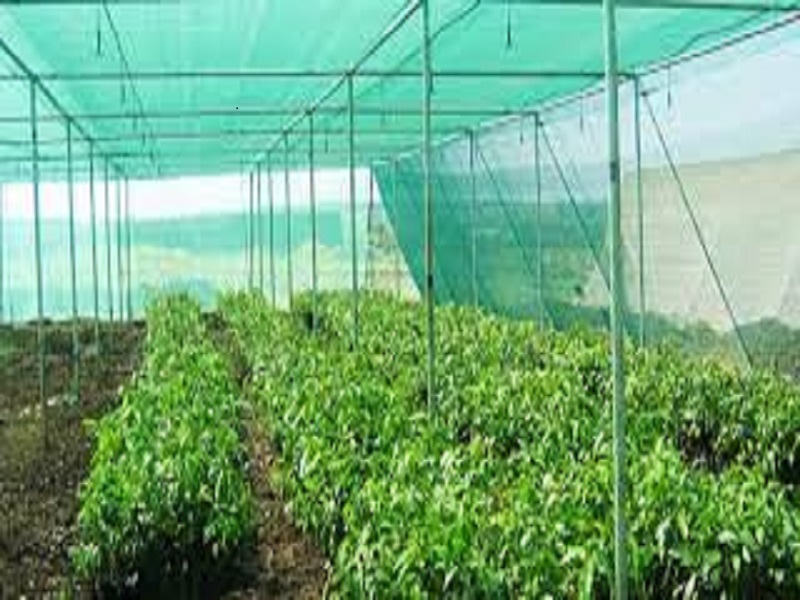 Shade net farming