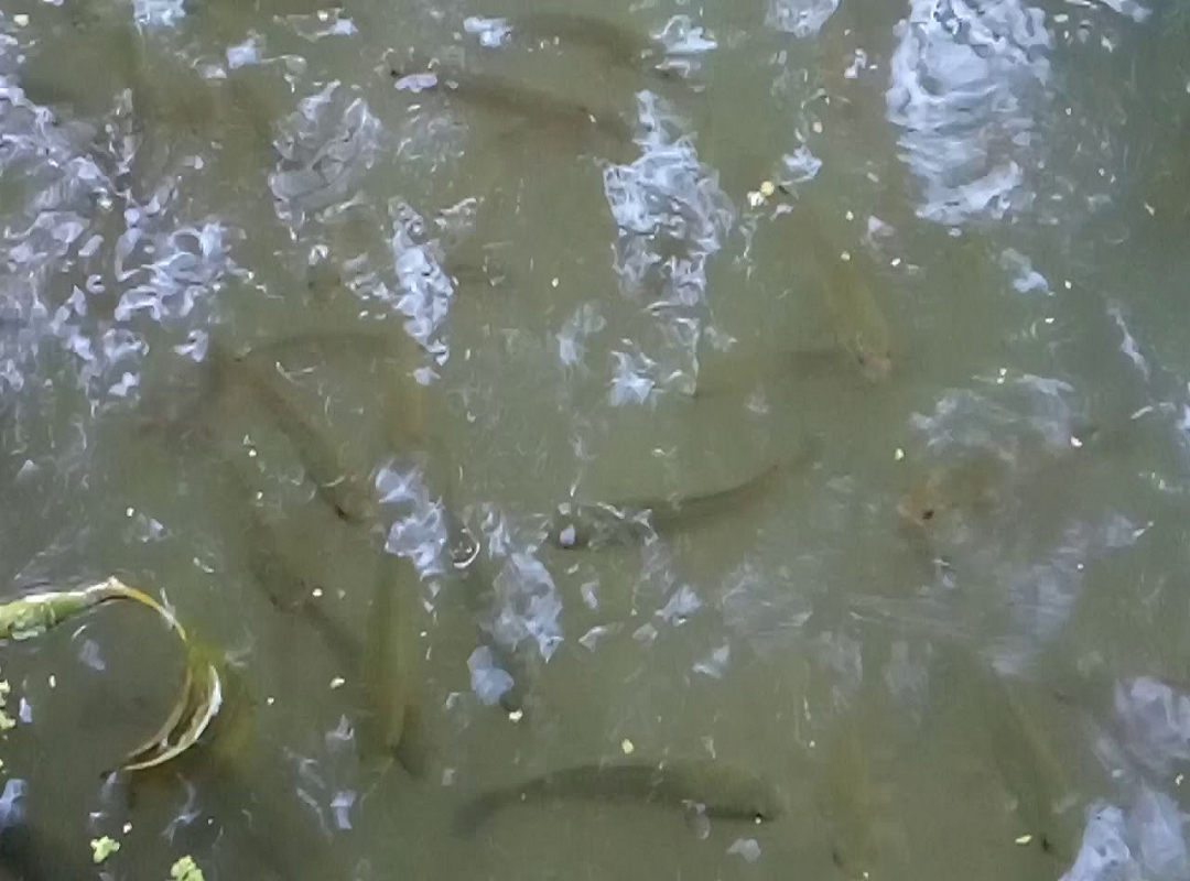 Sole fish farming