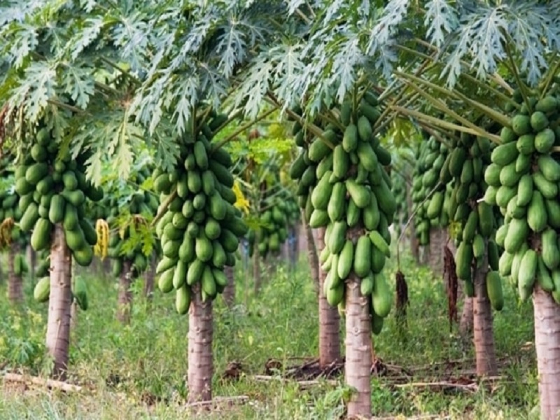 Papaya farming