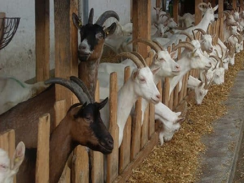 Goat food management